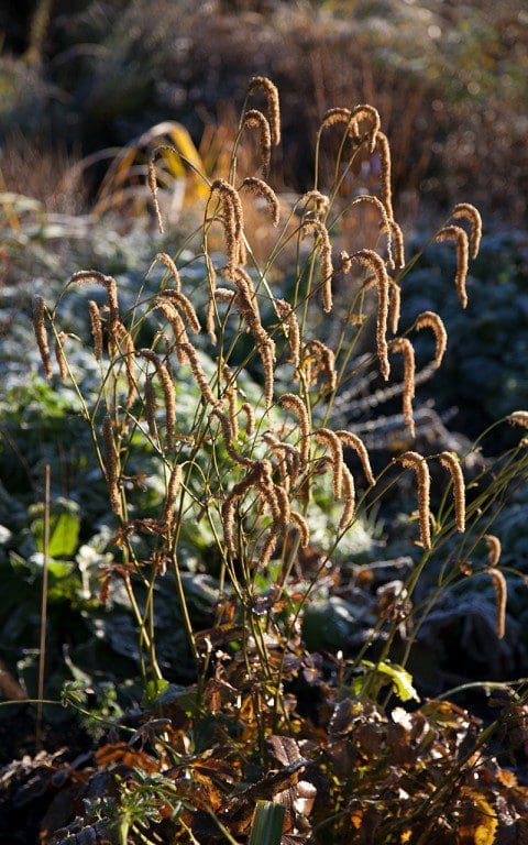 Sanguisorba hakusanensis. Photo: Huw Morgan
