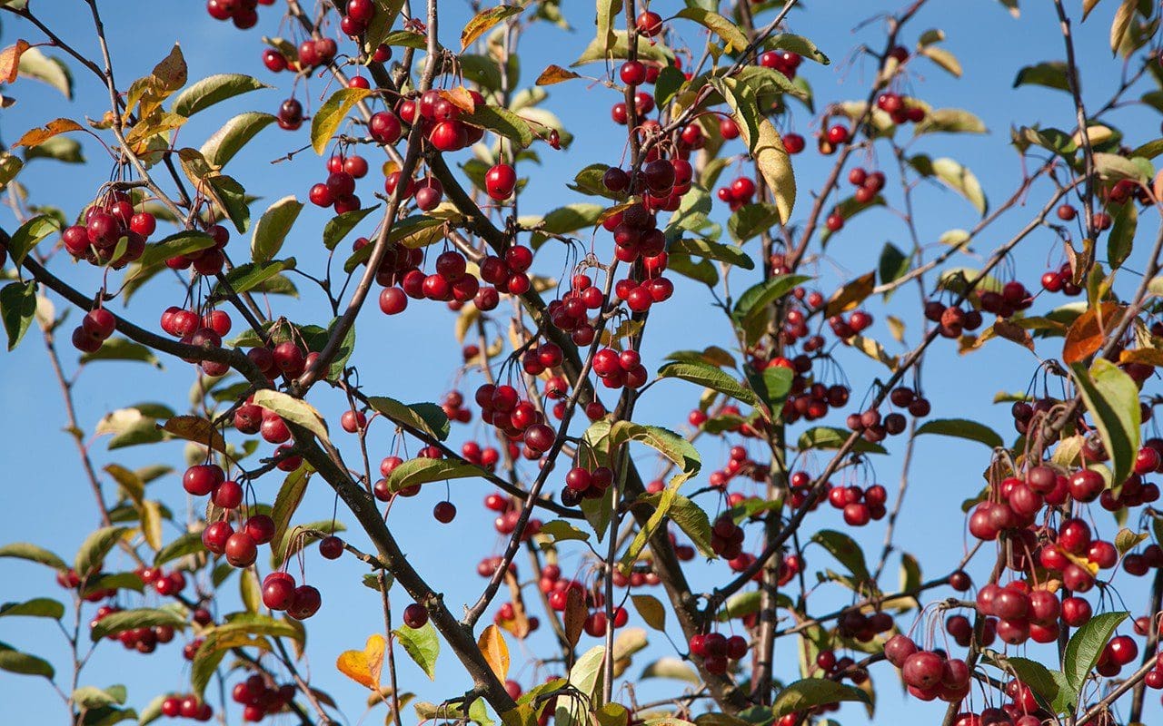 Malus hupehensis. Photo: Huw Morgan