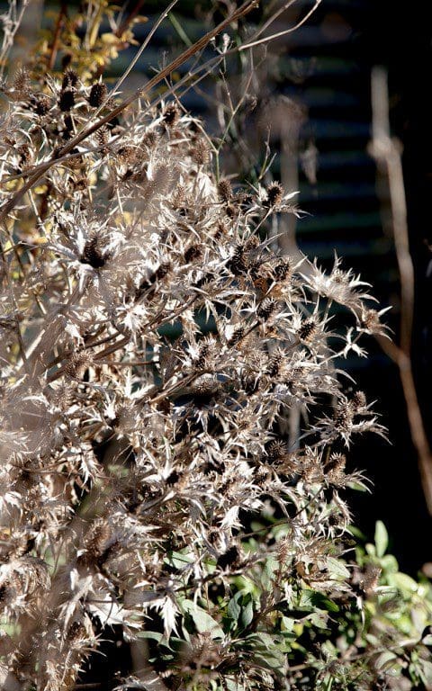 Eryngium giganteum. Photo: Huw Morgan