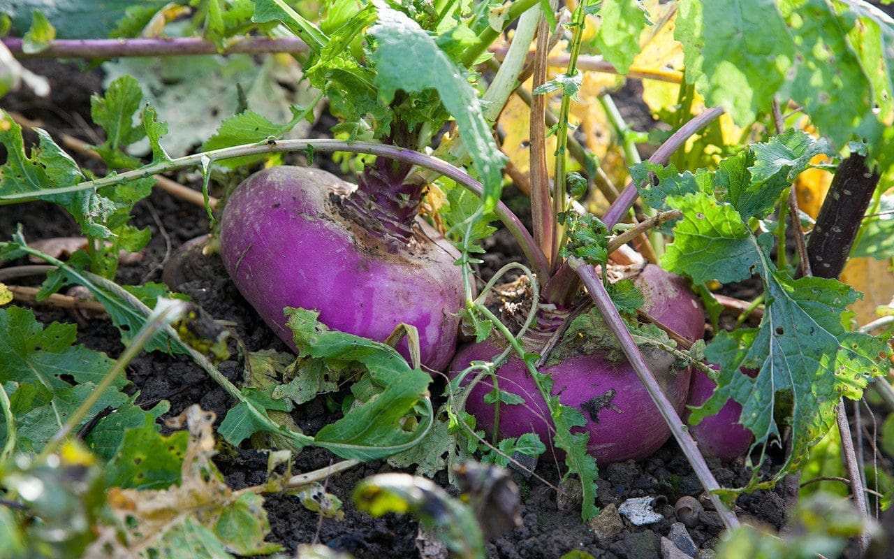 Turnip 'Purple Top Milan'. Photo: Huw Morgan