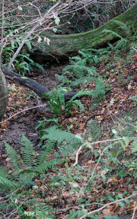 Dryopteris felix-mas - Male fern. Photo: Huw Morgan
