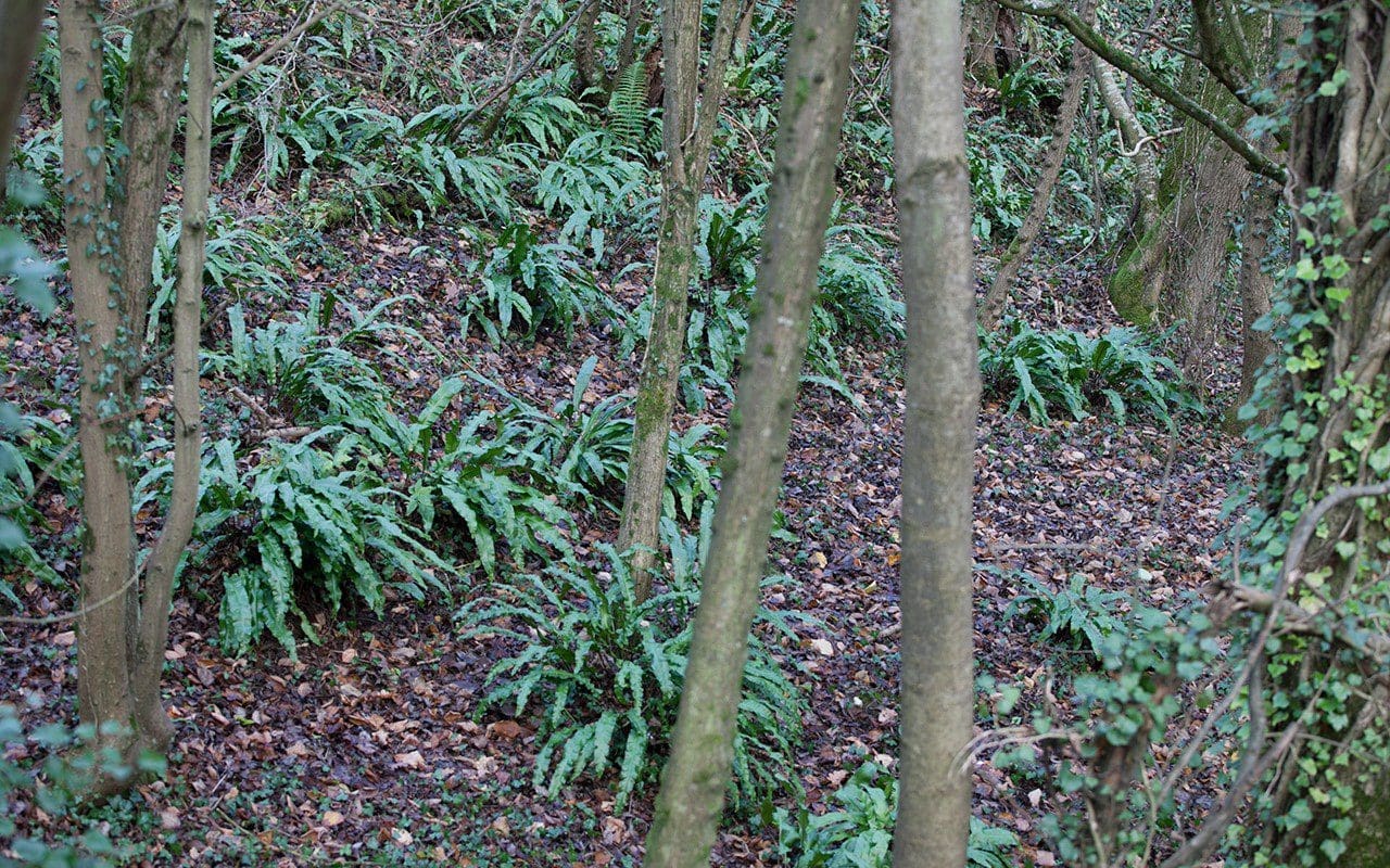 A large colony of hart's tongue fern - Aspelnium scolopendrium. Photo: Huw Morgan