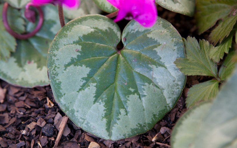 Cyclamen coum foliage. Photo: Huw Morgan