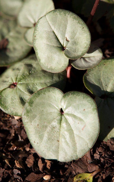 Cyclamen coum foliage. Photo: Huw Morgan
