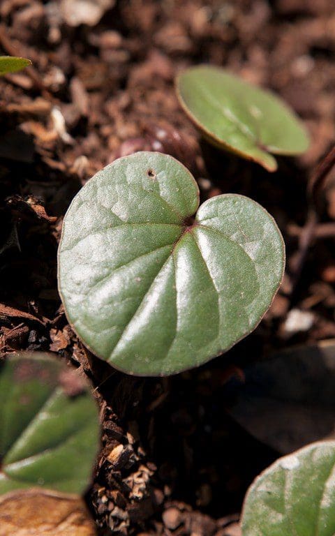 Cyclamen coum foliage. Photo: Huw Morgan