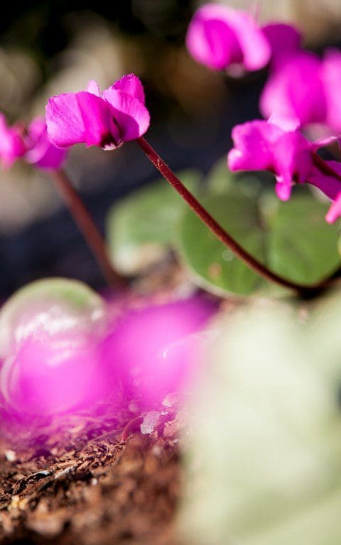 Cyclamen coum. Photo: Huw Morgan