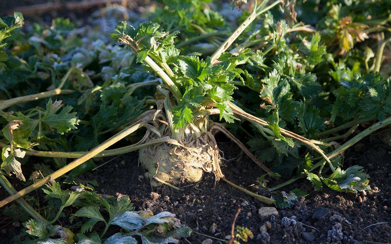 Celeriac 'Prinz'. Photograph by Huw Morgan
