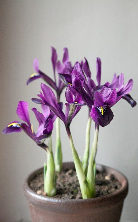 Iris histrioides 'George'. Photo: Huw Morgan