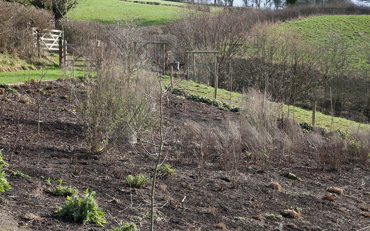 Dan Pearson's Somerset garden in late winter. Photo: Huw Morgan