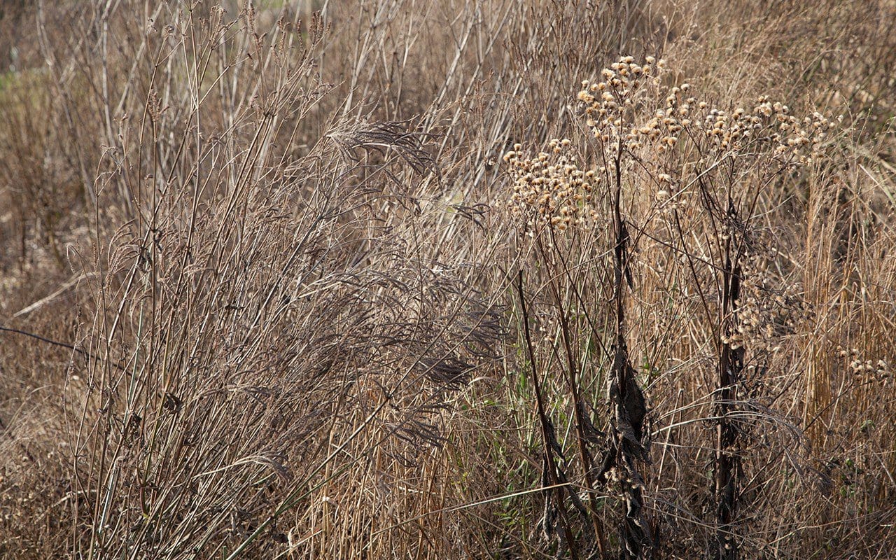 Vernonia and panicum skeletons in Dan Pearson's Somerset garden. Photo: Huw Morgan