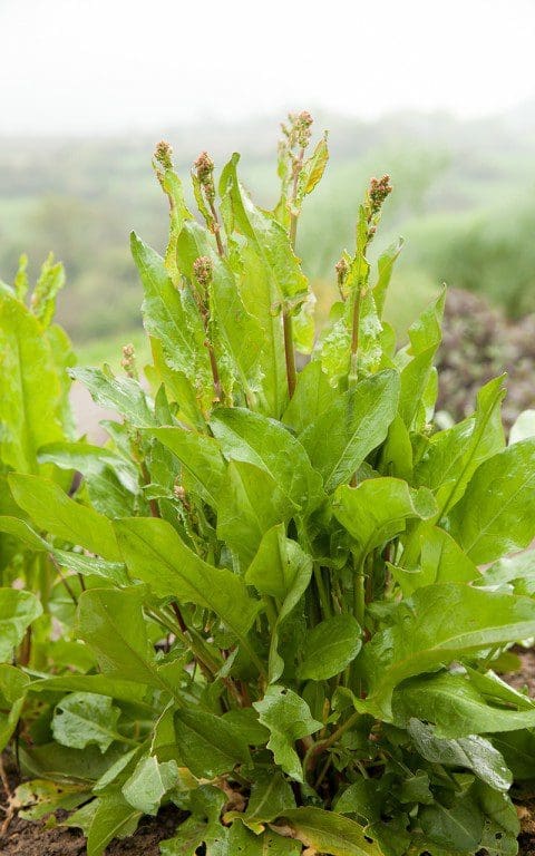 Sorrel (Rumex acetosa). Photo: Huw Morgan
