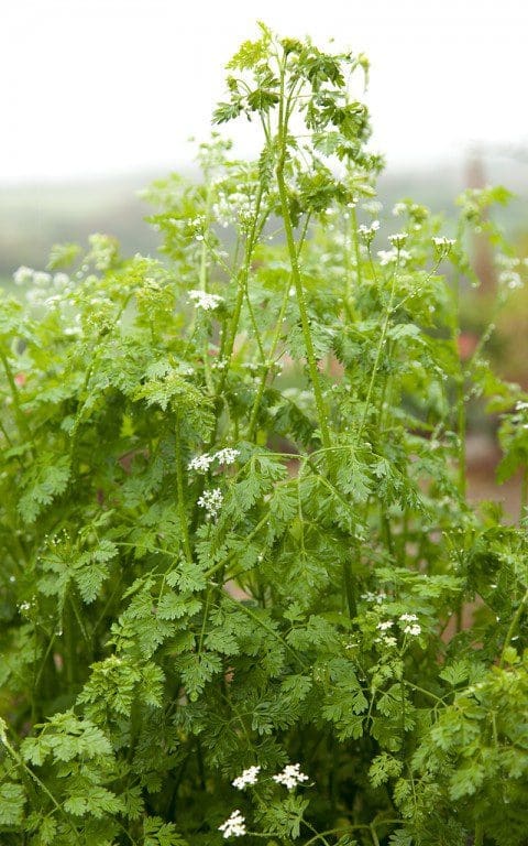 Chervil (Anthriscus cerefolium). Photo : Huw Morgan