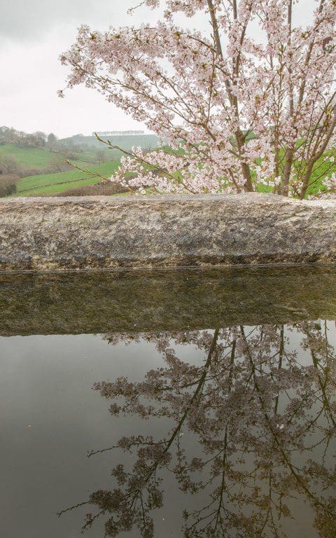 Prunus x yedoensis. Photo: Huw Morgan