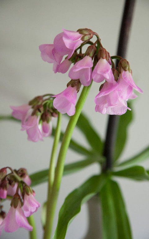 Bergenia emeiensis hybrid. Photo: Huw Morgan