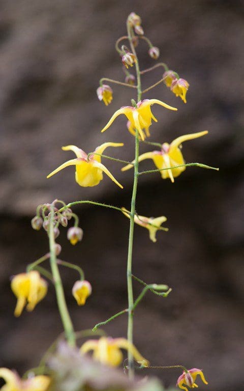 IMG_0414(E.davidii)