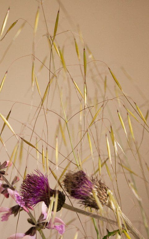 Stipa gigantea. Photo: Huw Morgan