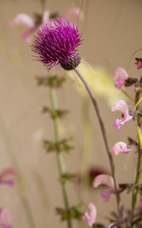 Cirsium rivulare 'Trevor's Blue Wonder'. Photo: Huw Morgan