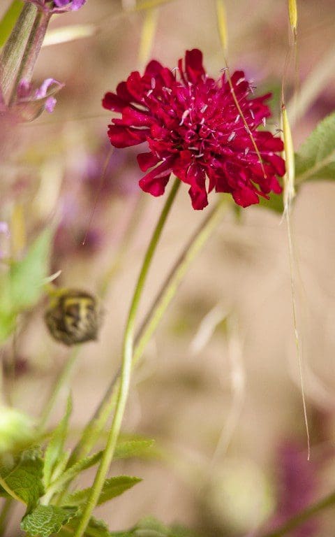 Knautia macedonica. Photo: Huw Morgan
