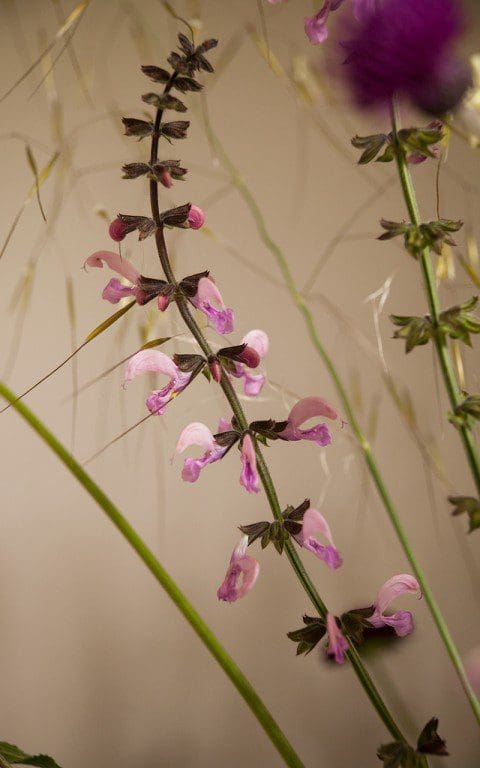 Salvia pratensis 'Lapis Lazuli'. Photo: Huw Morgan
