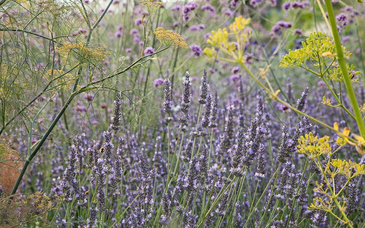 Lvandula x intermedia 'Grosso', Opopanax chironium and bronze fennel in the Herb Garden at Dan Pearson's Somerset property. Photo: Huw Morgan
