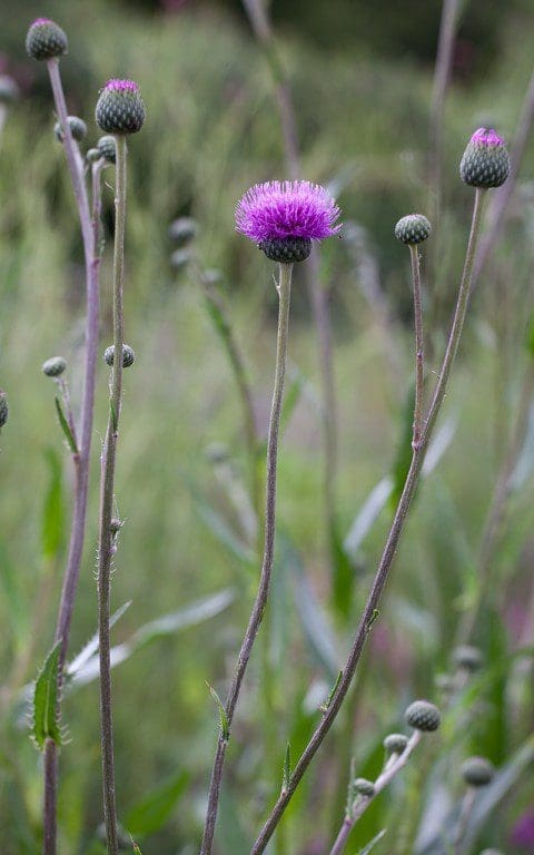 Cirsium canum: Photo: Huw Morgan