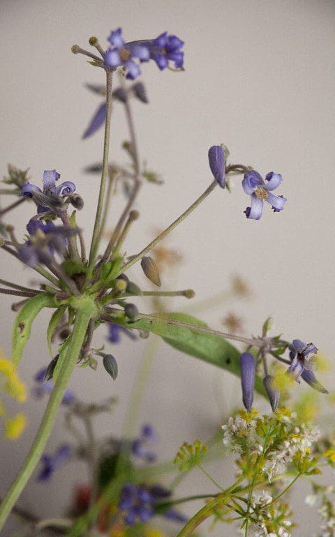 Clematis stans. Photo: Huw Morgan