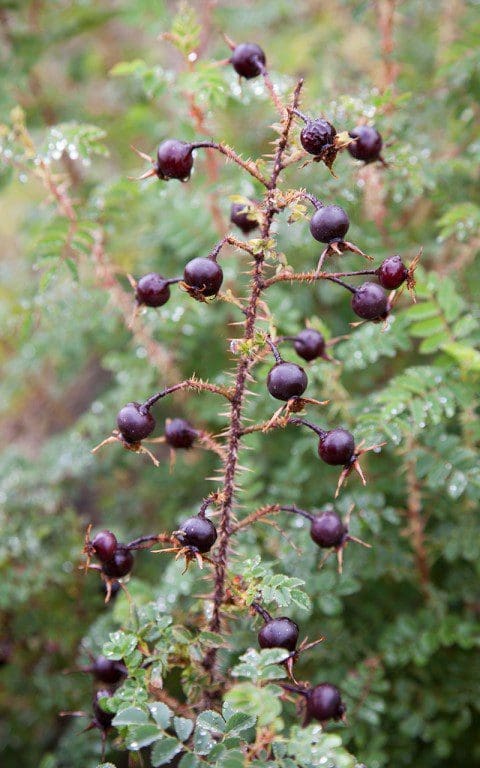 Rosa spinossisima hips. Photo: Huw Morgan