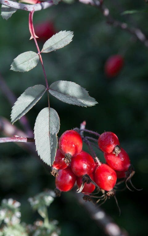 Rosa glauca. Photo: Huw Morgan