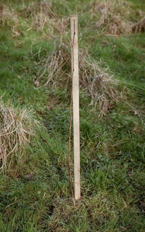 A hazel whip on Dan Pearson's Somerset farm. Photo: Huw Morgan