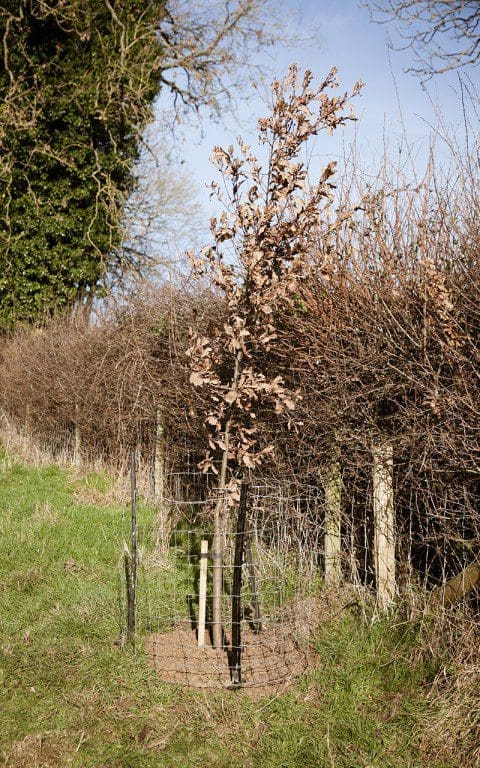 Young oak tree planted on Dan Pearson's Somersaet farm. Photo: Huw Morgan