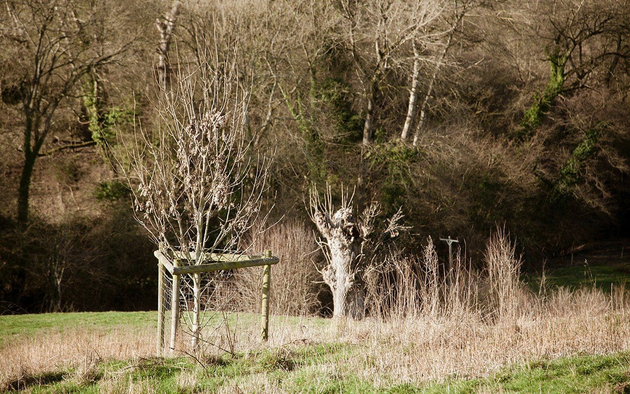 A new ash planted within site of an ancient ash pollard on Dan Pearson's Somerset farm. Photo: Huw Morgan