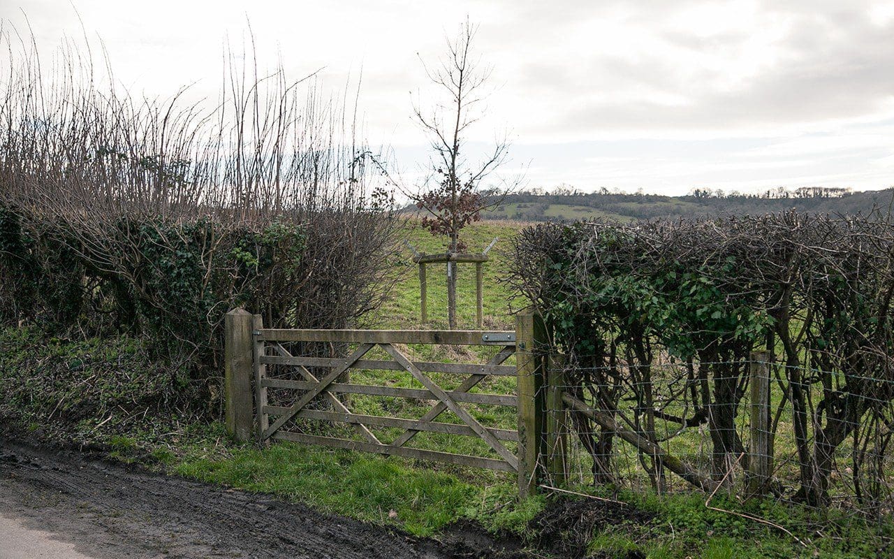 A young oak planted near a gate on Dan Pearson's Somerset farm. Photo: Huw Morgan